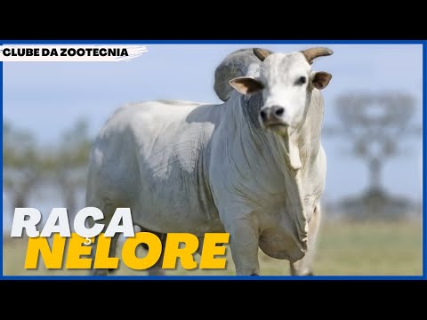 Conceito e características da raça Nelore POI: tudo o que você precisa saber.