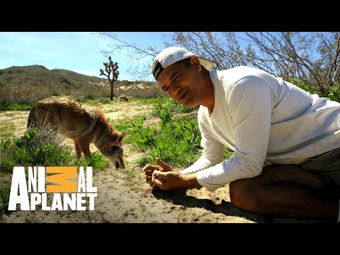 Descubra o Habitat dos Coiotes e seus Hábitos de Vida