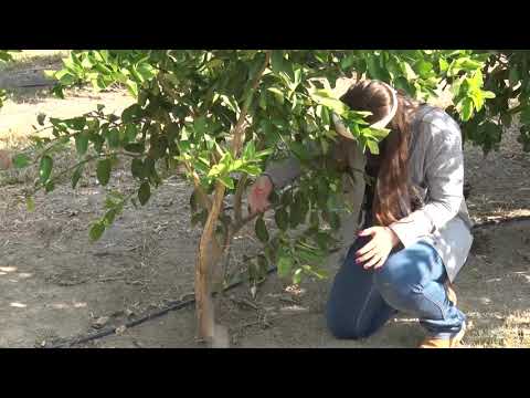 Compreendendo os conceitos de ramos ladrões: uma visão esclarecedora