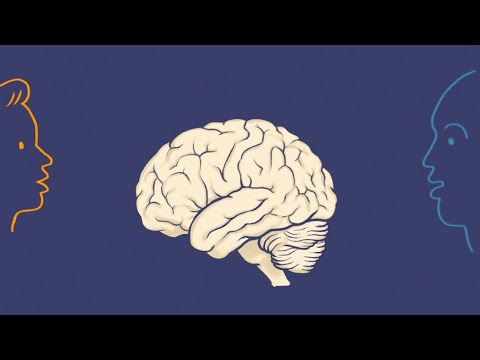 Conheça os diferentes tipos de cérebros e suas características