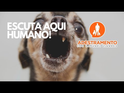 A Legalidade do Latido de Cachorros: Entenda as Implicações Legais