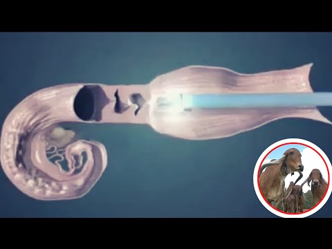 Quem tem autoridade para realizar IATF?