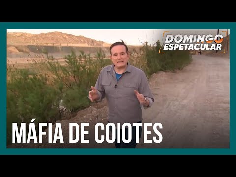 Quem são os coiotes: entenda sua definição e atividades na sociedade atual