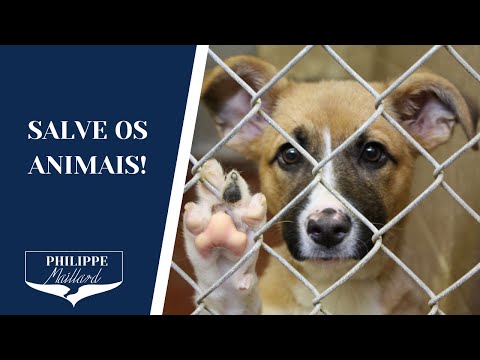 Passo a passo para denunciar maus-tratos a animais de forma eficiente