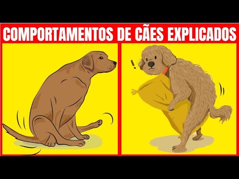 A curiosidade por trás do comportamento silencioso do maltês: descubra os motivos por trás da falta de latidos dessa raça