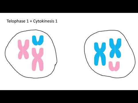 Genetic Differences Between Full Siblings: Understanding the Role of DNA Variation in Family Relationships