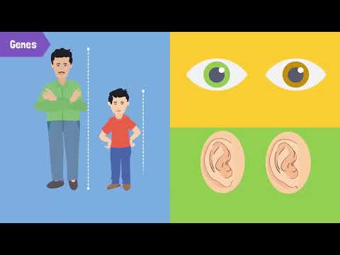 Parental Genetic Contribution: Understanding the Inheritance of Traits in Children