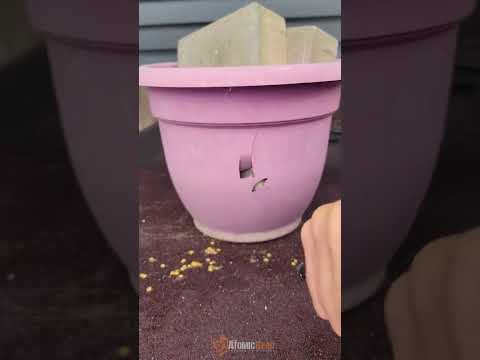 Understanding the Legality of Tactical Pens in Germany