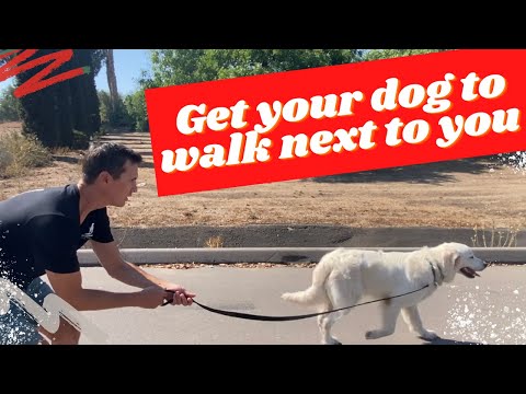 Understanding the Legalities of Walking a Dog without a Lead on UK Pavements