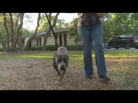 The Legality of Pitbulls in Denver: Exploring the Laws and Regulations