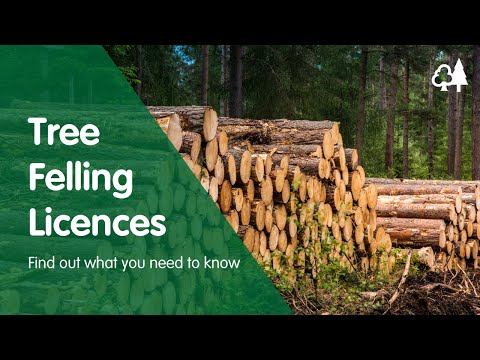 The Legality of Tree Felling in the UK: Understanding the Laws and Regulations