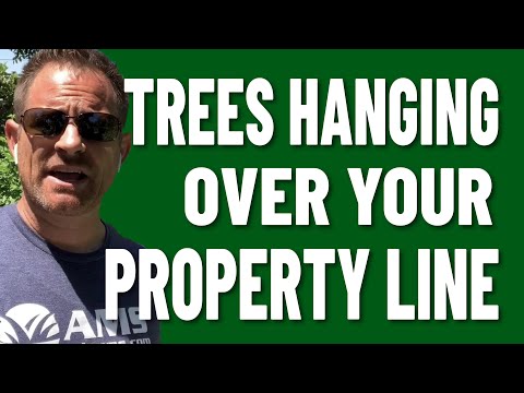 Understanding Your Rights When a Neighbour's Tree Overhangs Your Garden