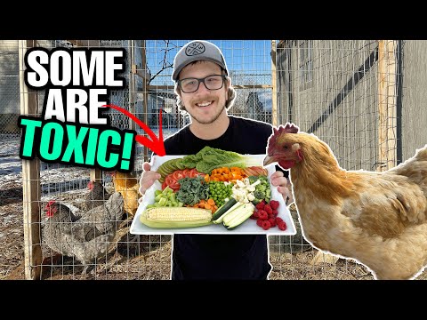 The Legal Implications of Feeding Chickens Kitchen Scraps in the UK