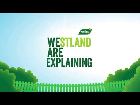 Understanding the Composition of Westland Safe Lawn: Is Grass Seed Included?