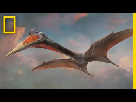 Understanding the Coexistence of Pterodactyls and T-Rex: Exploring the Timelines of these Iconic Creatures