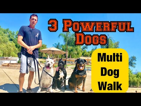 Understanding the Legality of Walking Multiple Dogs: Can You Walk More Than 4 Dogs?