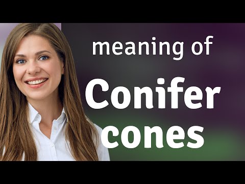 Understanding the Legal Regulations on Conifer Heights: A Comprehensive Guide