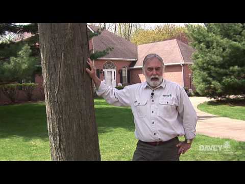 The Legal Protection of Trees: Understanding Your Rights and Responsibilities