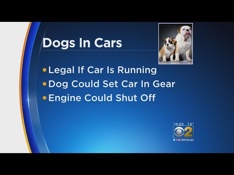 Understanding the Legal Guidelines for Leaving a Dog Alone in the UK