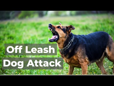 Understanding the Legalities of Having Your Dog Off the Lead in Scotland