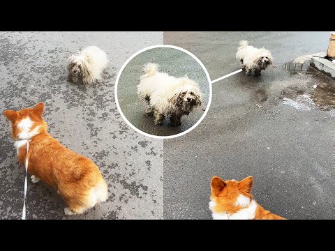 Understanding Legislation Related to Stray Dogs: A Comprehensive Guide