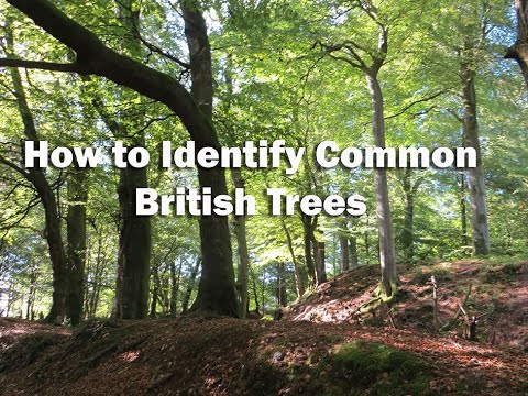 Understanding Tree Laws in the UK: What You Need to Know