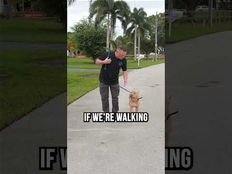 The Legality of Walking a Dog on the Road Without a Lead: Exploring the Legal Considerations