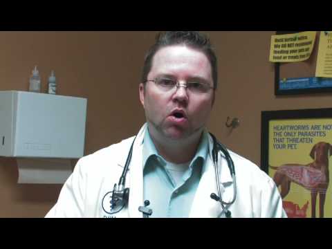 Understanding the Legal Implications of Failing to Pick Up Dog Poop in Missouri