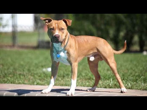 Understanding the Aggressive Dog Law in Colorado: A Comprehensive Guide