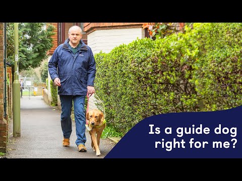 Understanding the New Dog Laws in the UK 2023: A Comprehensive Guide