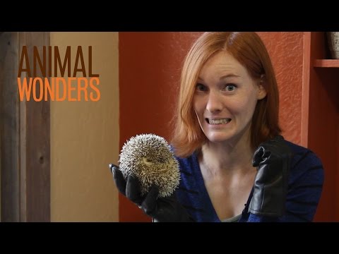 Understanding the Legality of Hedgehogs in Colorado: A Comprehensive Overview