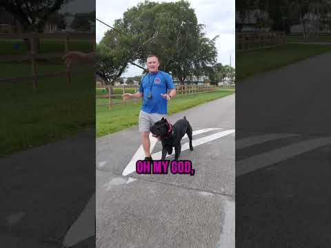 Understanding the Leash Laws in Cumberland County: A Comprehensive Guide