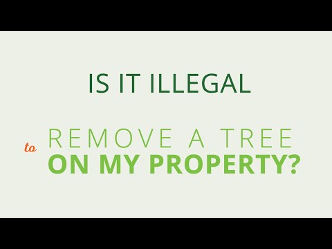 Understanding the Legality of Tree Removal on Your UK Property