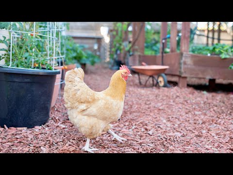 Understanding the Legality of Keeping Chickens in Your Garden