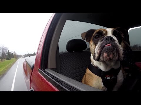 Understanding the Legal Requirements for Restraining Dogs in Cars in the UK