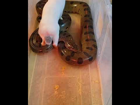 Understanding the Legality of Wildlife Feeding in Yavapai County Arizona