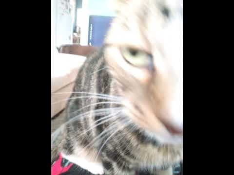 Understanding the Junk Vehicle Law in Ohio: A Comprehensive Overview