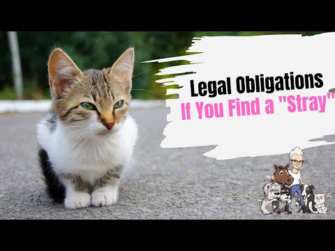 Understanding the Legal Obligations of Reporting a Stray Dog
