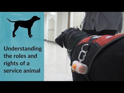 Understanding the Dog Ordinance in Kansas City: A Comprehensive Guide