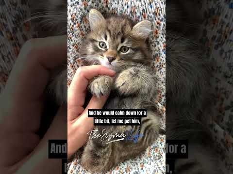 Understanding the Feral Cat Ordinance in Cook County: A Comprehensive Guide