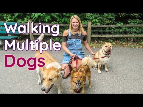 Understanding the Legality of Walking Multiple Dogs: Is There a Limit?