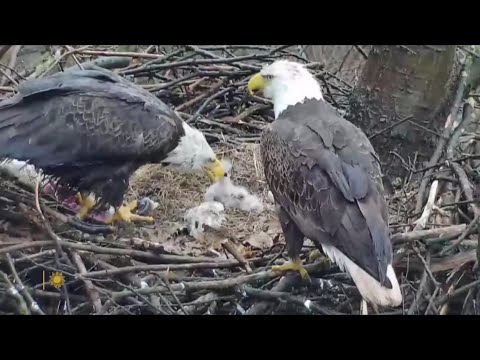 Understanding the Protected Animals under the Wildlife and Countryside Act