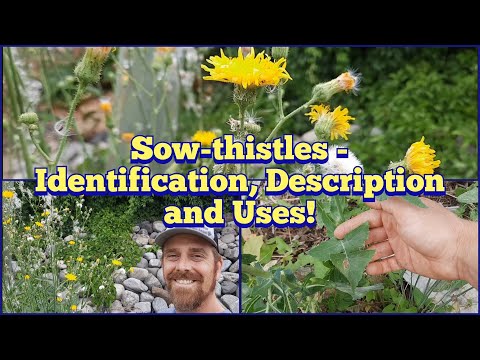The Legalities of Having a Thistle in Your Garden: Exploring the Rules and Regulations
