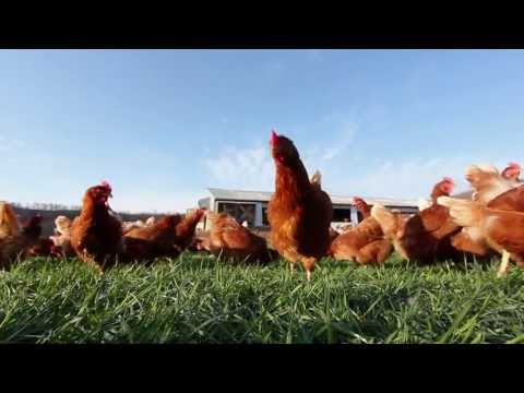 Understanding the Egg Law in Oklahoma: A Comprehensive Guide