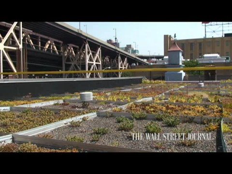 Exploring the Practicality of Green Roofs: A Comprehensive Analysis