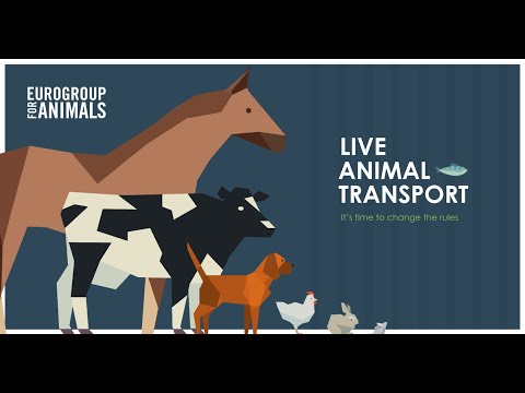 Understanding the Legal Requirements for Transporting Animals