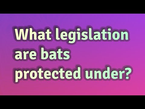 Understanding the Protected Species under the Wildlife and Countryside Act 1981