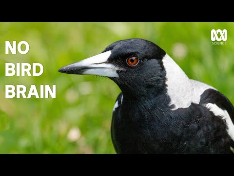 Understanding the Legality of Owning a Magpie in the UK