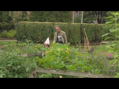 Exploring the Legality of Garden Apartments in Chicago