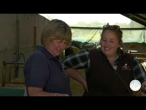 Understanding the Legality of Walking Cows Down the Street